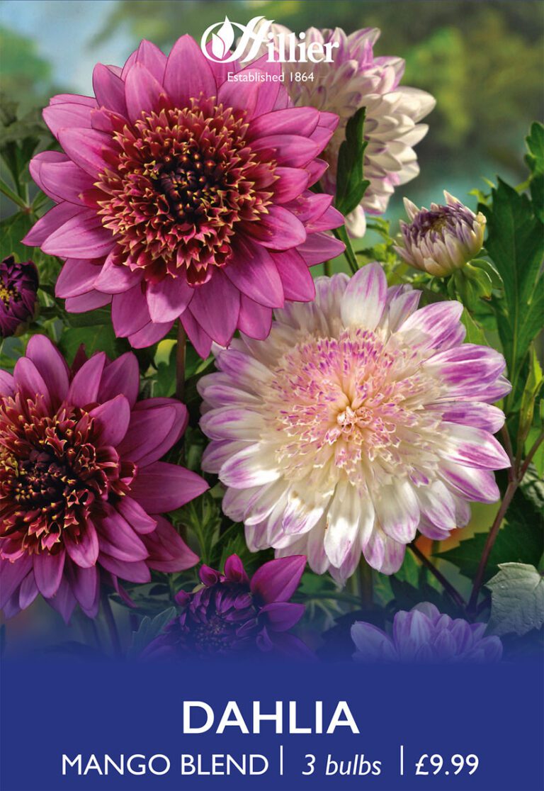 8718641997581 1 Dahlia Mango Blend.jpg